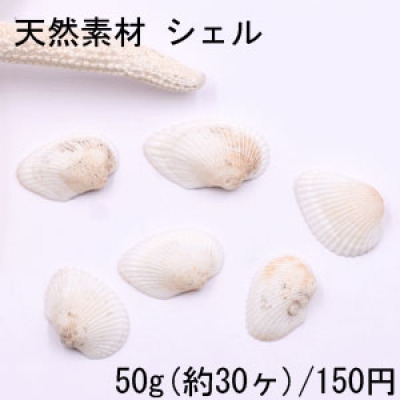 天然素材 シェル 穴あり ハンドメイド用【50g(約30ヶ)】